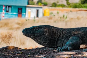 How many komodo dragons are left in the world