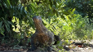 Komodo Dragons, Komodo dragon looking for it's prey