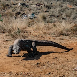 Komodo Dragon Hunting, Indonesia Komodo Tour